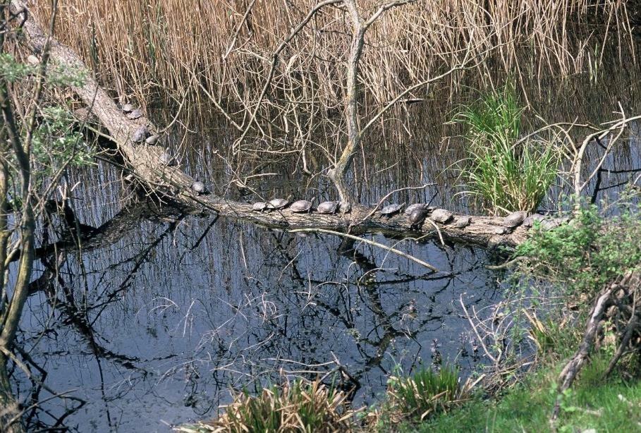 Nestos, Meer Und Berge - Griechenland Mal Anders Zarkadhiá Kültér fotó